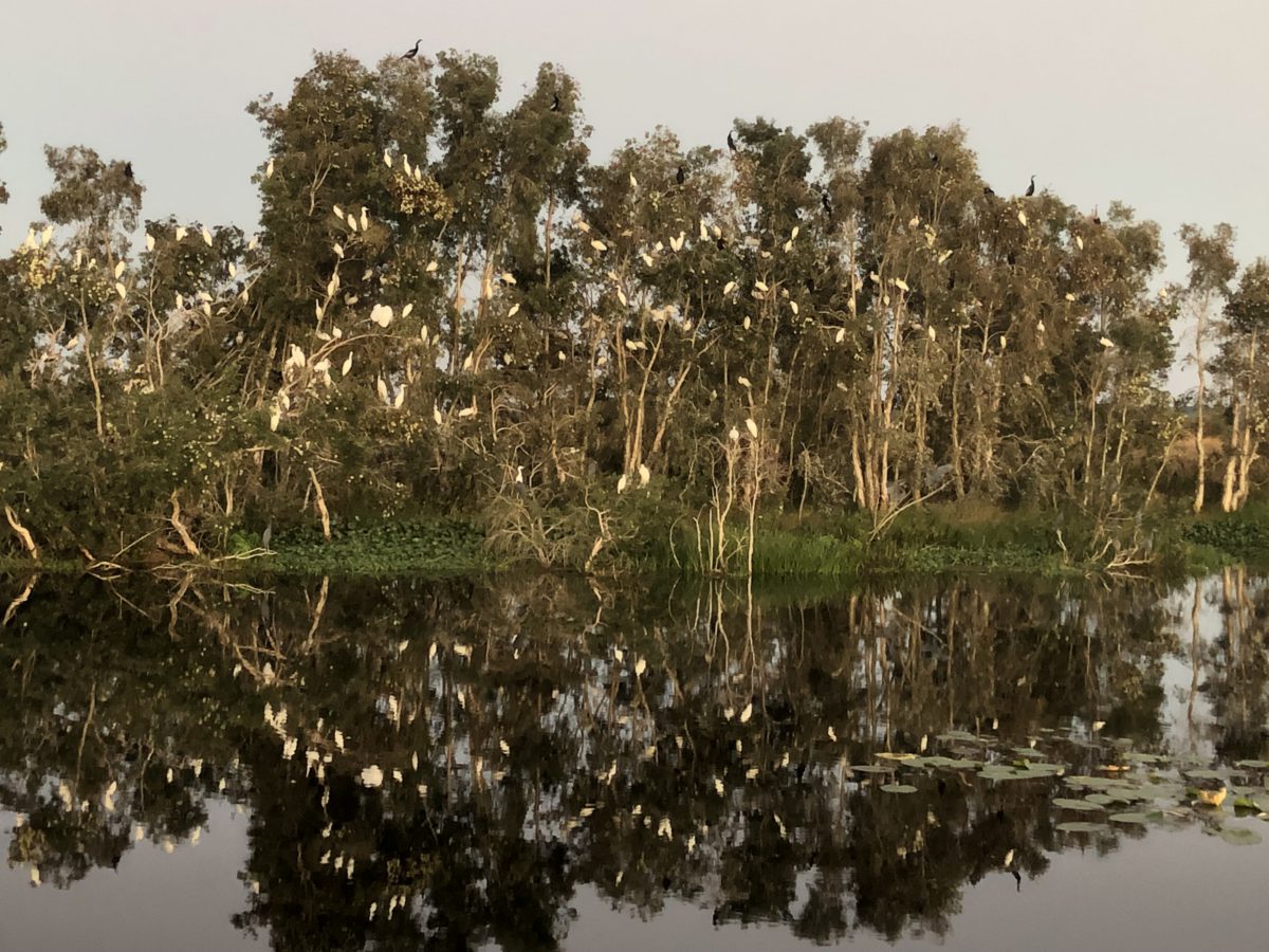 Birds in punk trees on Grassy Island